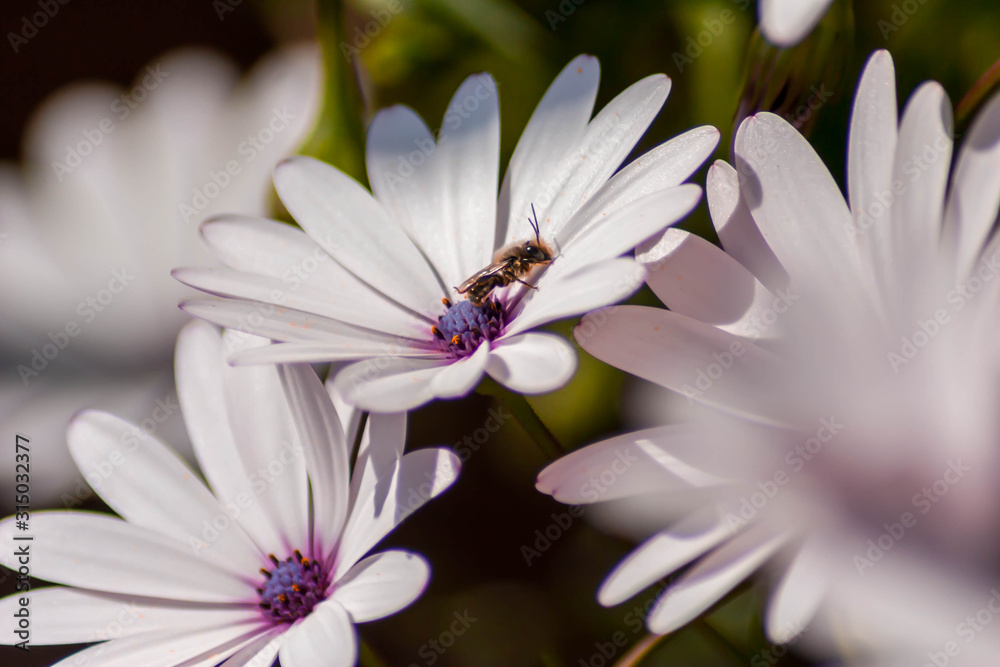 Obraz premium Abeja en margaritas