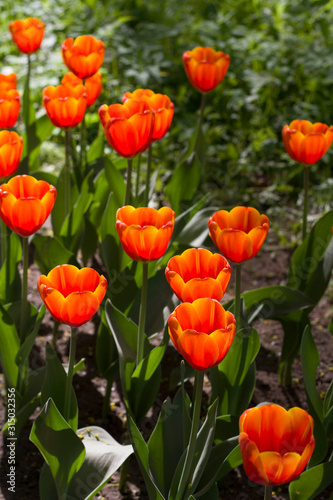 meadow with beautiful tulips in spring illuminated by the sun.