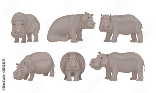 Huge African Hippo Sitting and Standing Vector Set