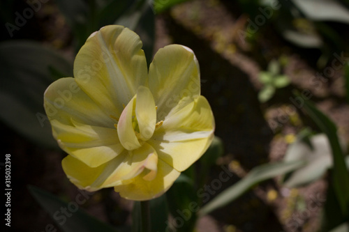 beautiful yellow tulips close up