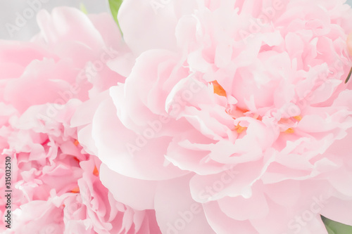 Beautisul flower background with pink peonies close up pastel toned.