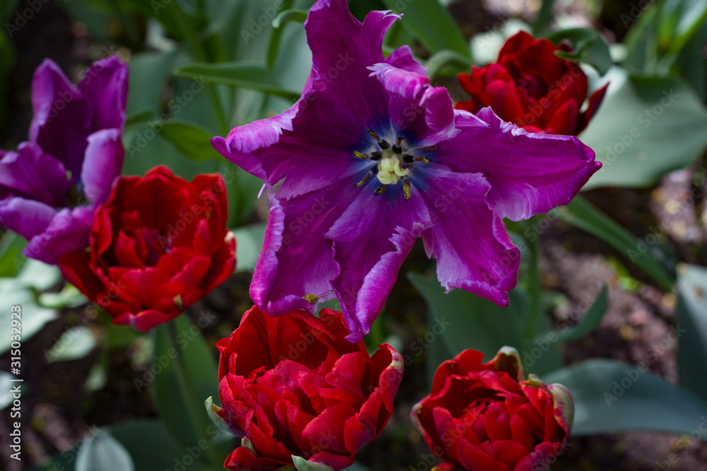  red and purple tulips close up