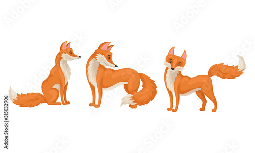 Red fox in Different Poses Vector Illustrations Set