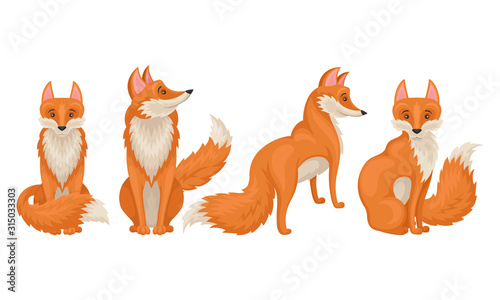 Red fox in Different Poses Vector Illustrations Set