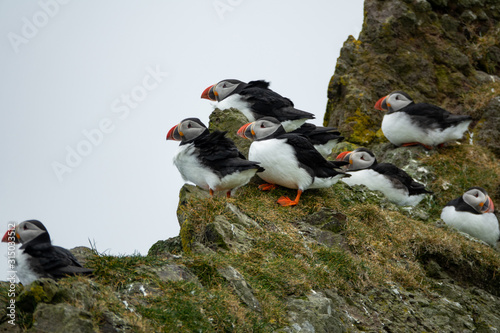 Cold and windy climate with puffins over the rocks