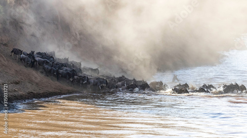 Photography Wildebeest herd entering the Mara River during migration season