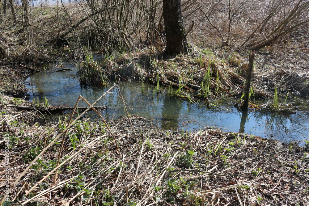 A stream flows in a forest among leafless shores in early spring. A stream flows in a forest among leafless shores in early spring.