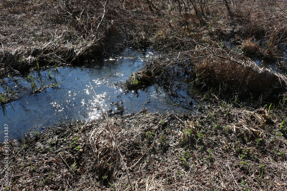 A stream flows in a forest among leafless shores in early spring. A stream flows in a forest among leafless shores in early spring.