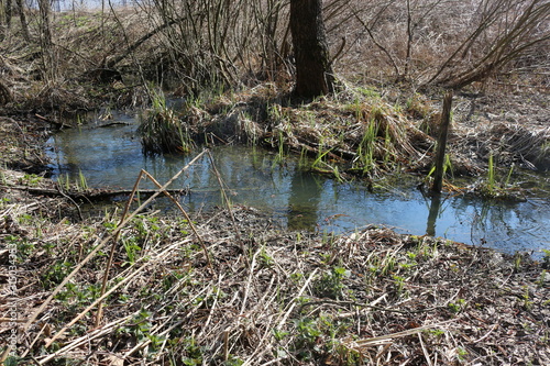  A stream flows in a forest among leafless shores in early spring.