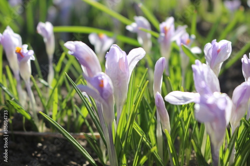  Delicate crocuses bloomed in the early spring in the garden
