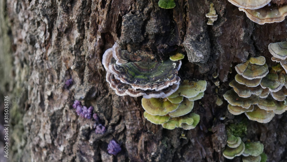 Fungus Fungus