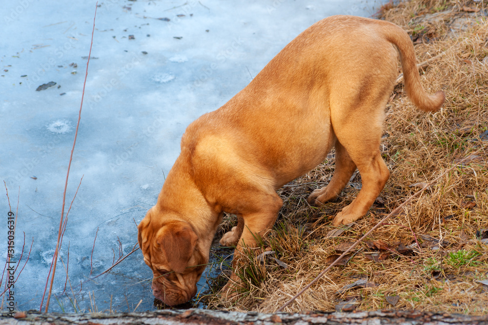 French Mastiff or Bordeaux Dog or Dogue de Bordeaux drinking water from frozen lake