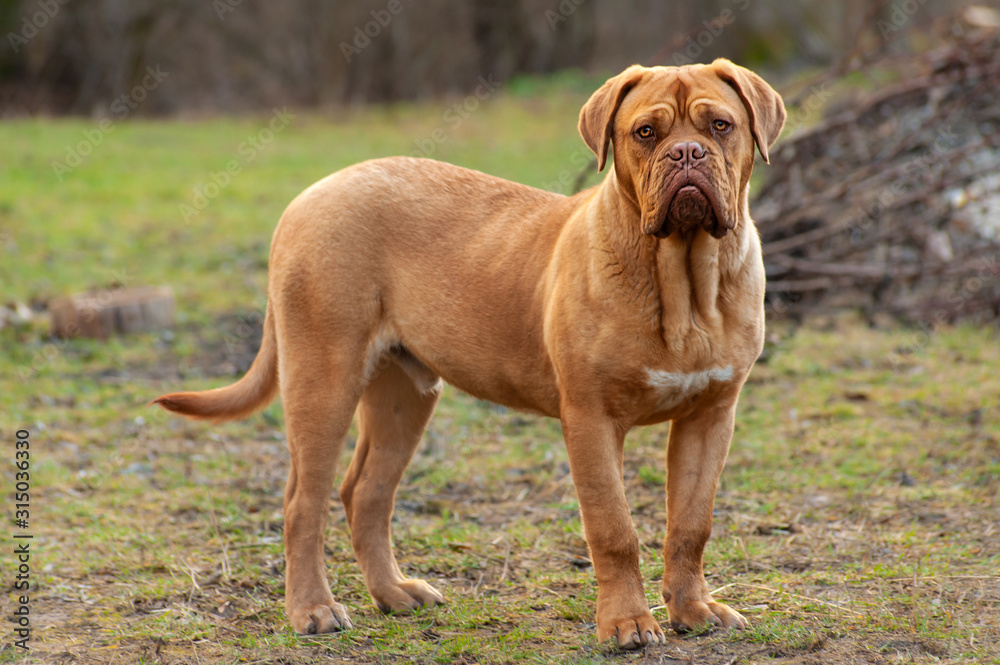 French Mastiff or Bordeaux Dog or Dogue de Bordeaux on natural background