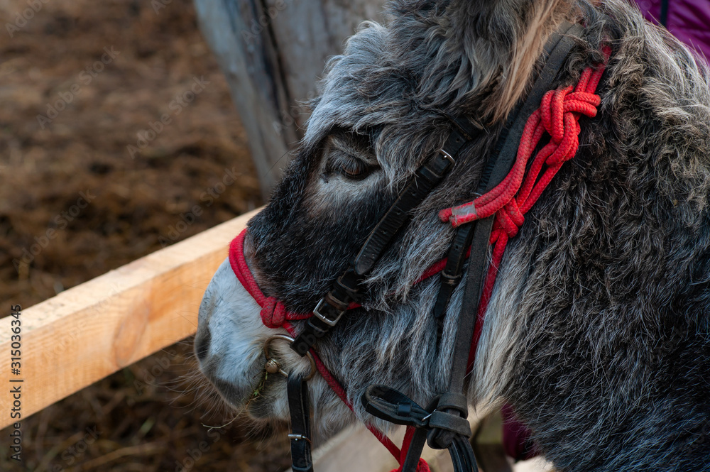 Φωτογραφία Close up of donkey head near the wooden hedge
