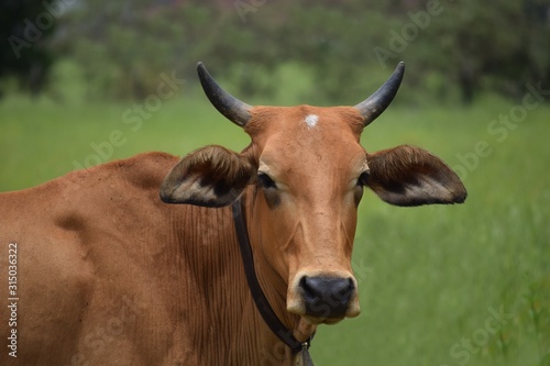 Nelore cattle in the pasture