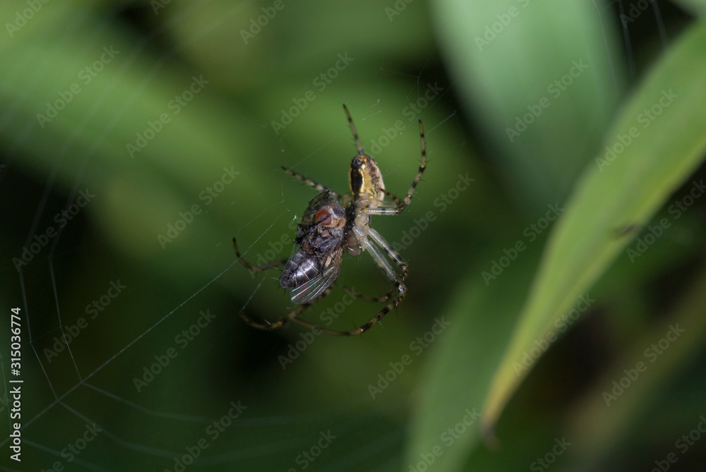 big spider on cobweb on green background in summer day big spider on cobweb on green background in summer day