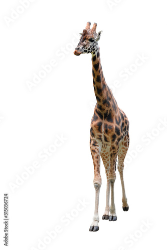 Young funny giraffe standing full length isolated on white background.