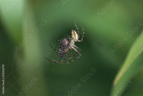  big spider on cobweb on green background in summer day