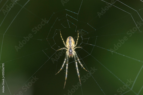  big spider on cobweb on green background in summer day