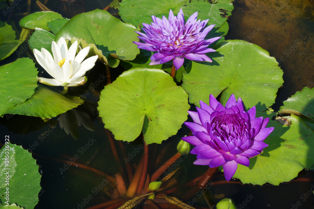 Blooming Violet purple Nymphaea Water lily or Lotus Flower on the lotus lake - tropical nature environment Blooming Violet purple Nymphaea Water lily or Lotus Flower on the lotus lake - tropical nature environment