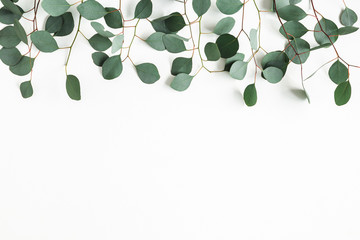 Eucalyptus leaves on white background. Border made of eucalyptus branches. Flat lay, top view, copy space