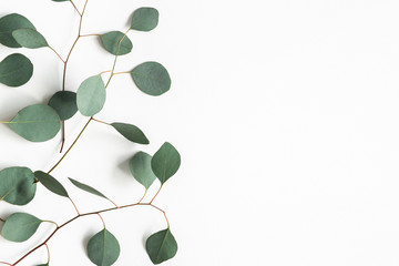 Eucalyptus leaves on white background. Frame made of eucalyptus branches. Flat lay, top view, copy space