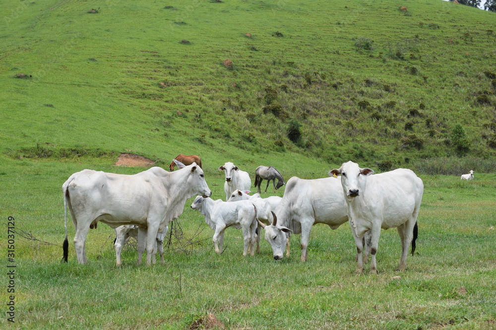 Nelore cattle in the pasture