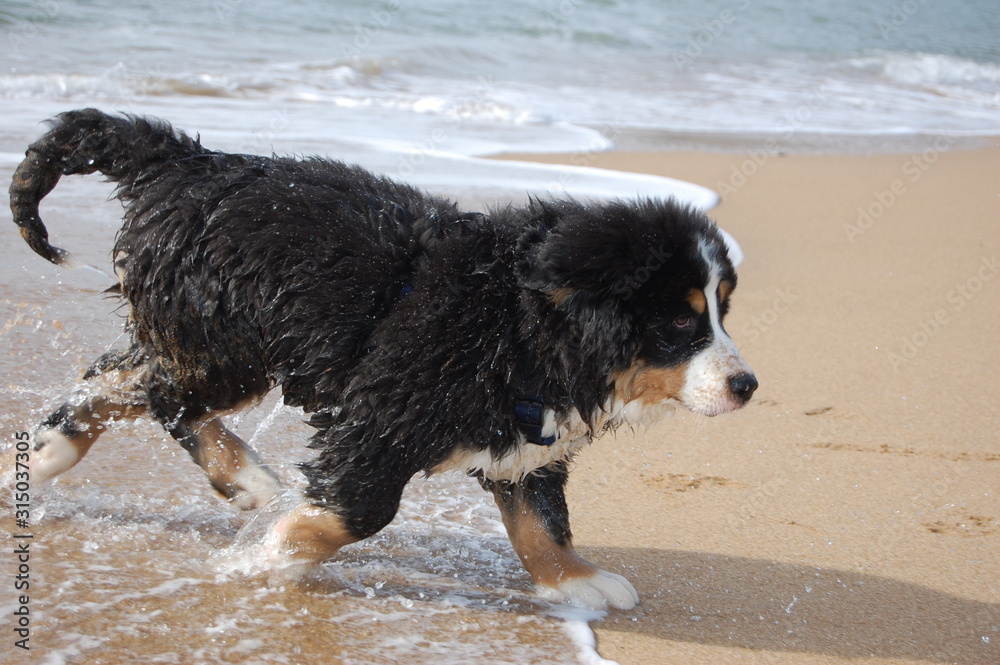 chiot bouvier bernois à la plage chiot bouvier bernois à la plage