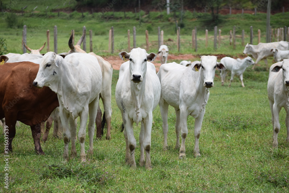 Nelore cattle in the pasture Nelore cattle in the pasture