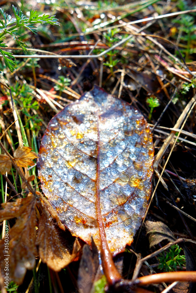 Glittering dew on fallen leaves Glittering dew on fallen leaves