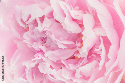 Fototapeta Naklejka Na Ścianę i Meble -  Beautiful pink peony macro bachground.
