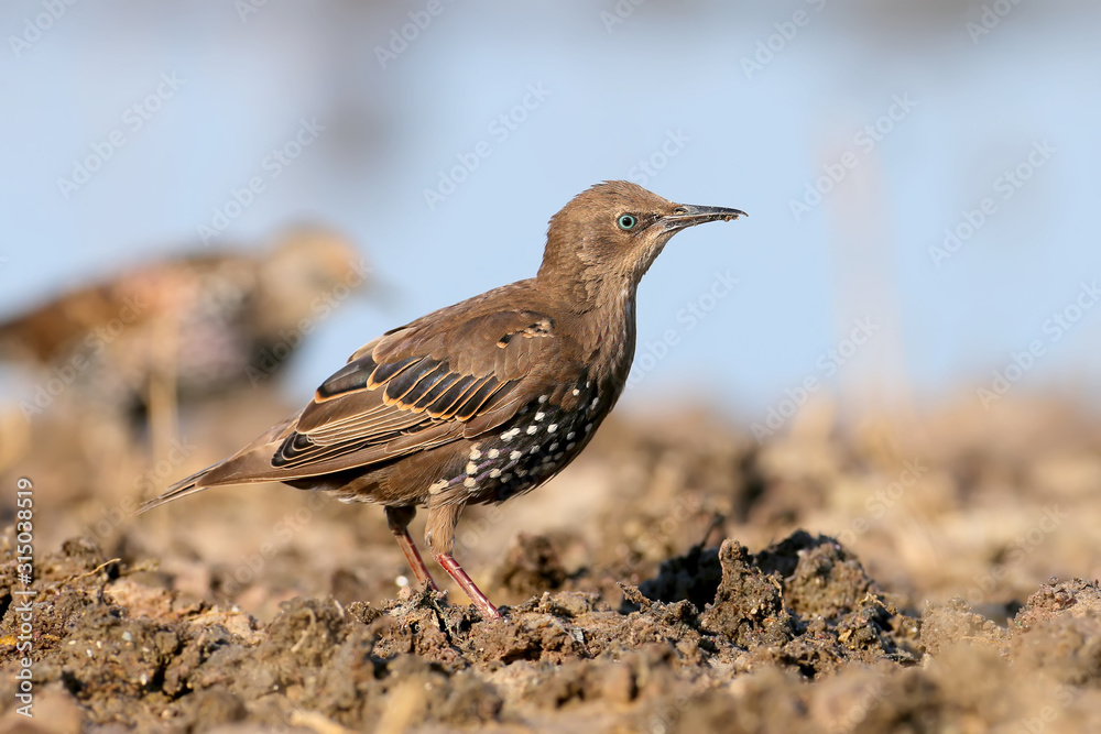A young common starling is shot byclose up on a sandy beach in the soft morning light A young common starling is shot byclose up on a sandy beach in the soft morning light