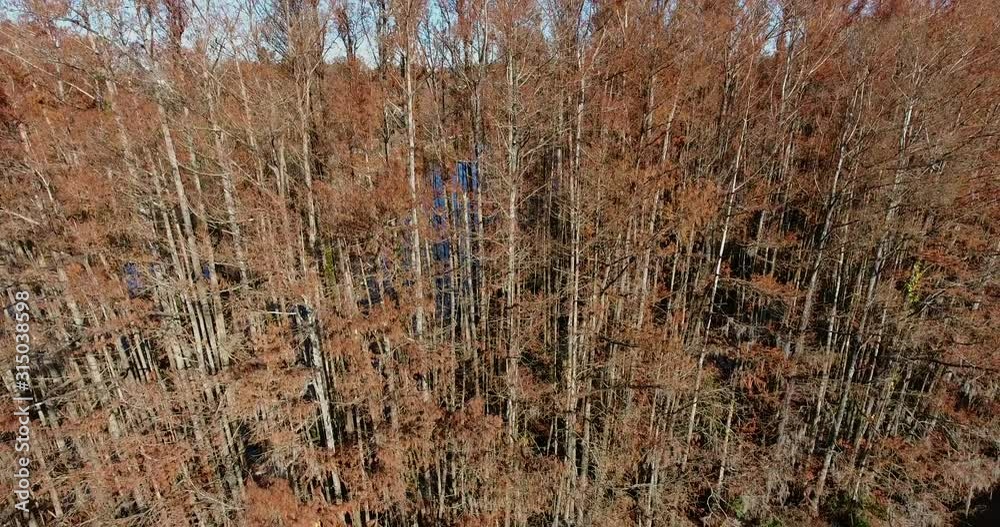 Drone tilting down from a tree line to a swamp.