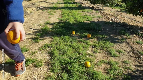 in a garden with orange trees a boy picks up an orange from the ground photo