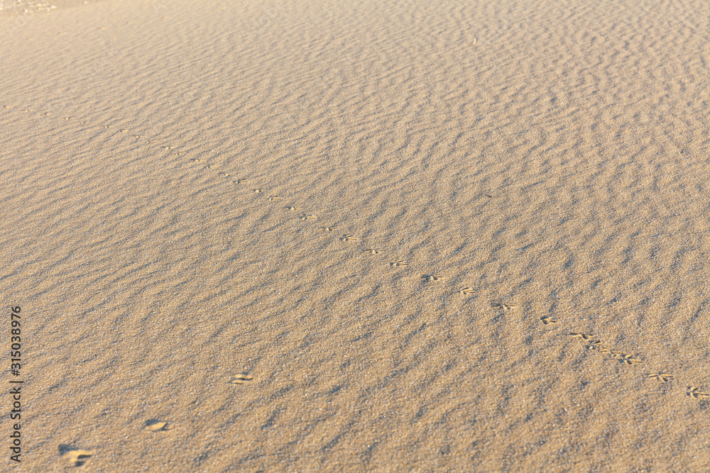 Sand Texture. Background from fine sand. Sand background. selective focus Sand Texture. Background from fine sand. Sand background. selective focus