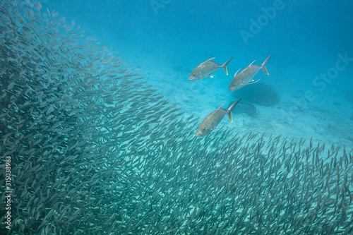 Carangues qui chassent un banc de poissons photo