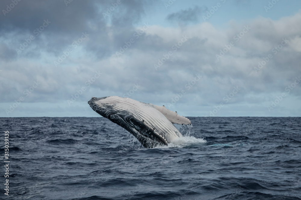 Fototapeta premium Baleine à bosses