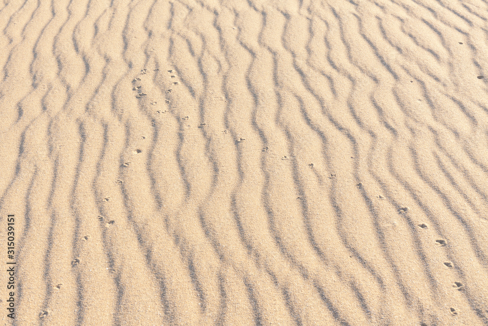 Traces of animals in the sand. Sand Texture. Background from brown sand. selective focus Traces of animals in the sand. Sand Texture. Background from brown sand. selective focus