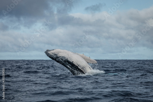 Baleine à bosses © zimagine