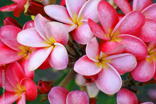 Close-up fresh bloom pink Plumeria flowers - beautiful floral backdrops detail 