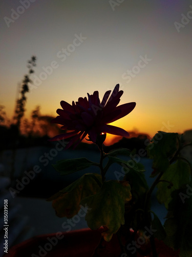 sunset with flowers