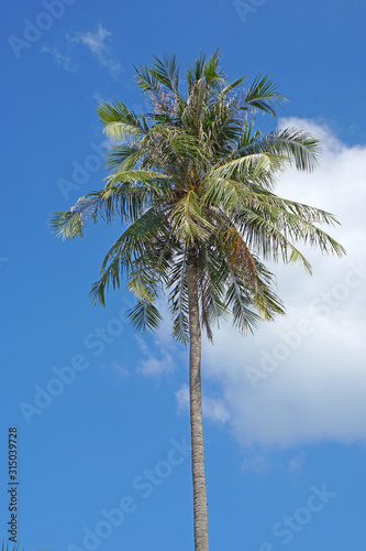 Nature scene of lonely coconut tree with blue sky background at phuket Thailand.- Blue Nature backdrops 