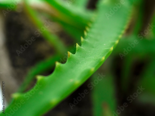 medicinal green aloe plant with thorns