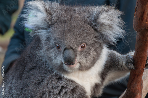 Close up of cute koala bear animal on a eucalyptus tree