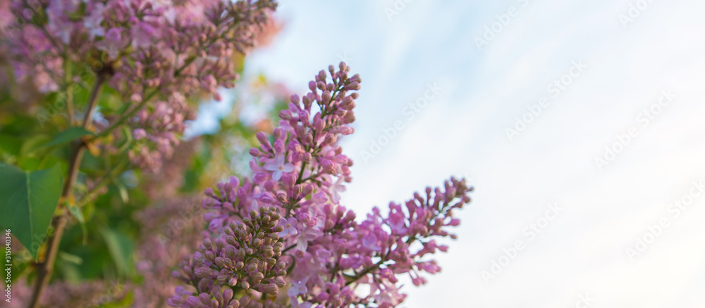 Φωτογραφία Branches of a flowering plant on a blue sky background