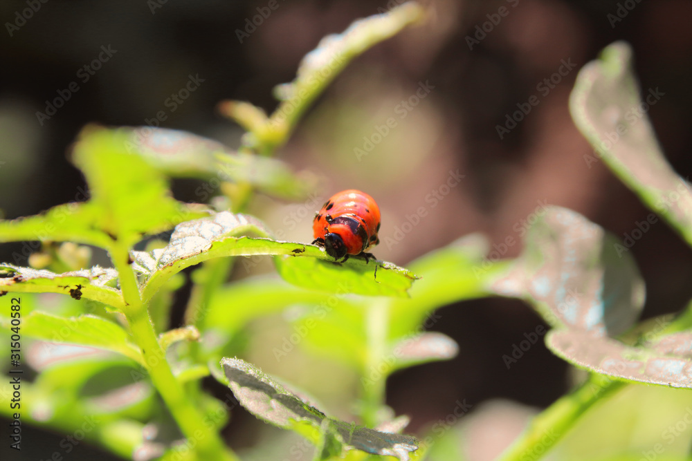 Colorado potato beetle eats potato leaves. Close-up. Background. Colorado potato beetle eats potato leaves. Close-up. Background.