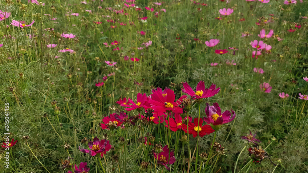 Close up of the beautiful pink cosmos in the flower meadow