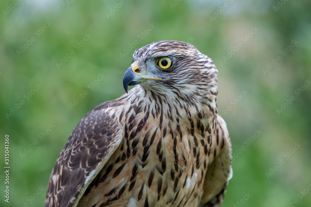 Wild goshawk Wild goshawk