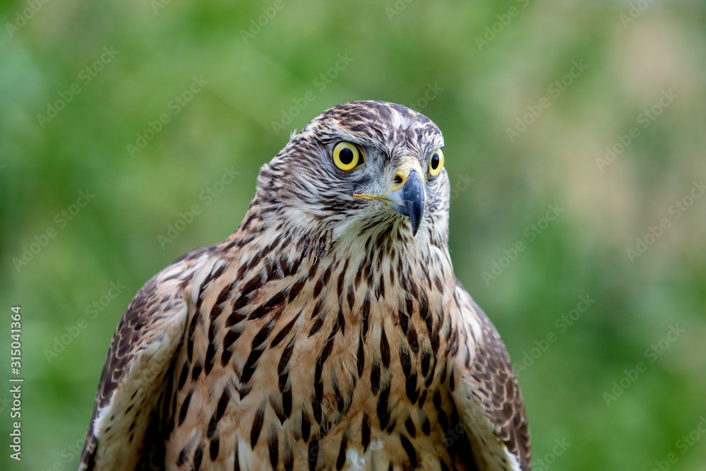 Wild goshawk