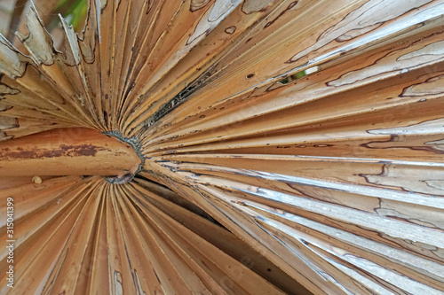 Macro Brown Dry Palm leaf Texture background